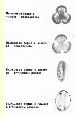 Ива бредина, или козья ива (Salix Caprea L. - пыльцевые зерна Ива бредина, или козья ива (Salix Caprea L. - пыльцевые зерна